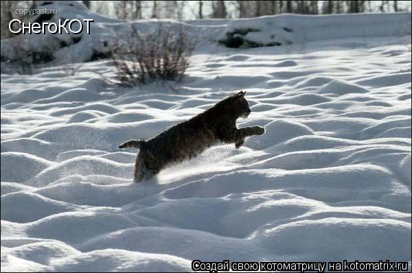 Котоматрица: СнегоКОТ