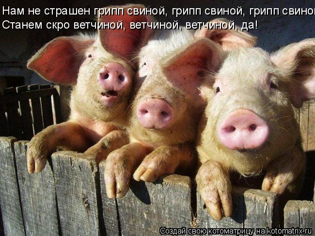 Котоматрица: Нам не страшен грипп свиной, грипп свиной, грипп свиной. Станем скро ветчиной, ветчиной, ветчиной, да!