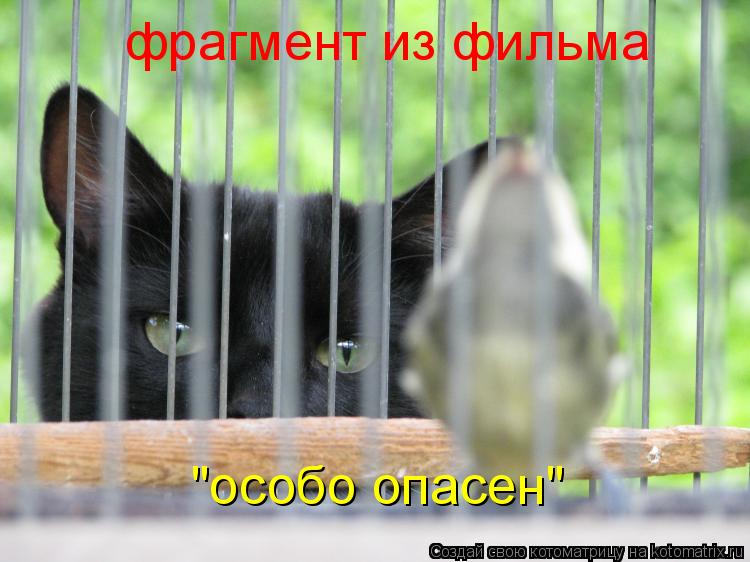 Котоматрица: фрагмент из фильма "особо опасен"