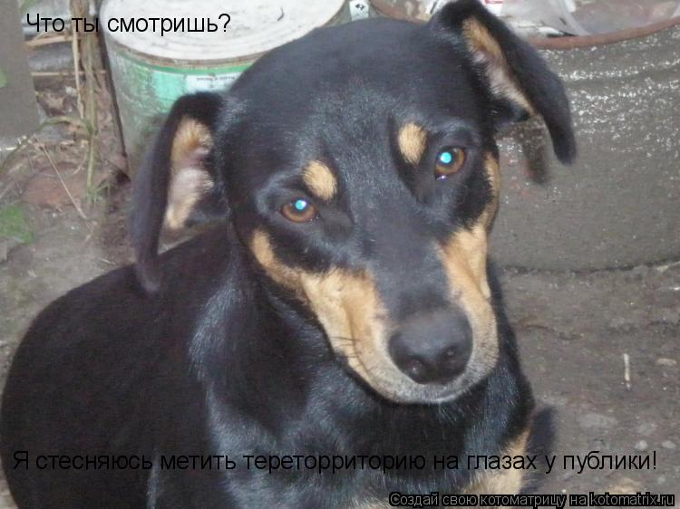 Котоматрица: Что ты смотришь?  Я стесняюсь метить тереторриторию на глазах у публики!