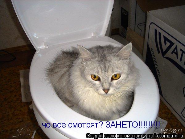 Котоматрица: чо все смотрят? ЗАНЕТО!!!!!!!!!