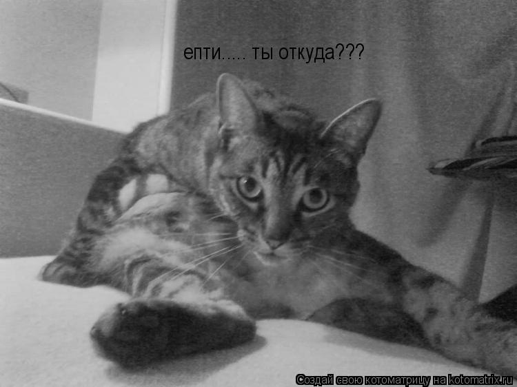 Котоматрица: епти..... ты откуда???