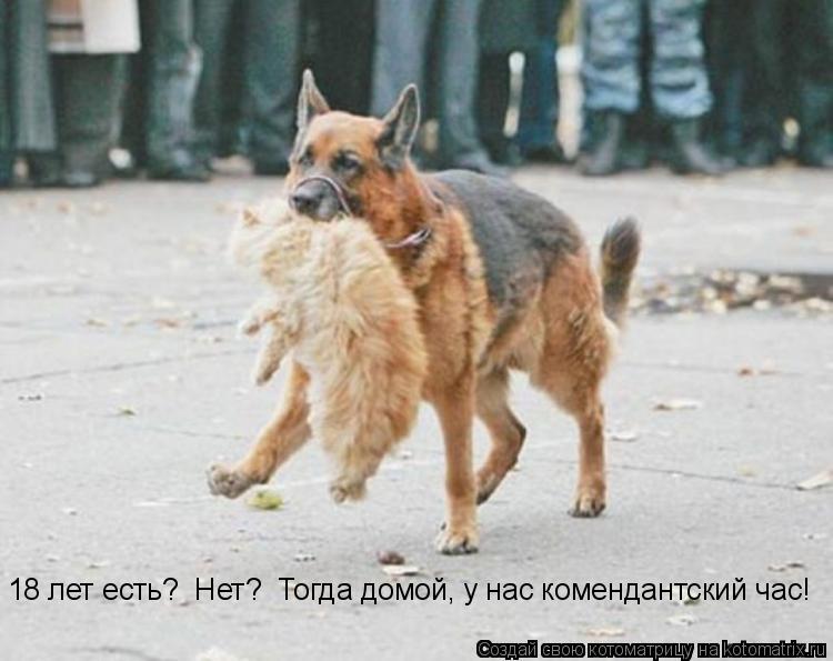 Котоматрица: 18 лет есть?  Нет?  Тогда домой, у нас комендантский час!