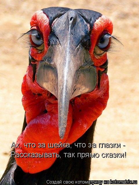 Котоматрица: Ах, что за шейка, что за глазки -  Рассказывать, так прямо сказки!