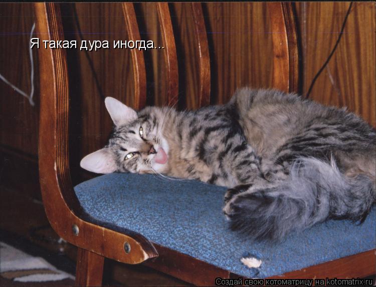 Котоматрица: Я такая дура иногда...