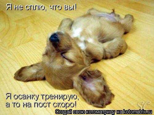 Котоматрица: Я не сплю, что вы! Я осанку тренирую,  а то на пост скоро!
