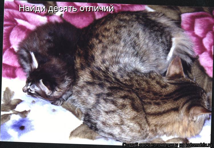 Котоматрица: Найди десять отличий