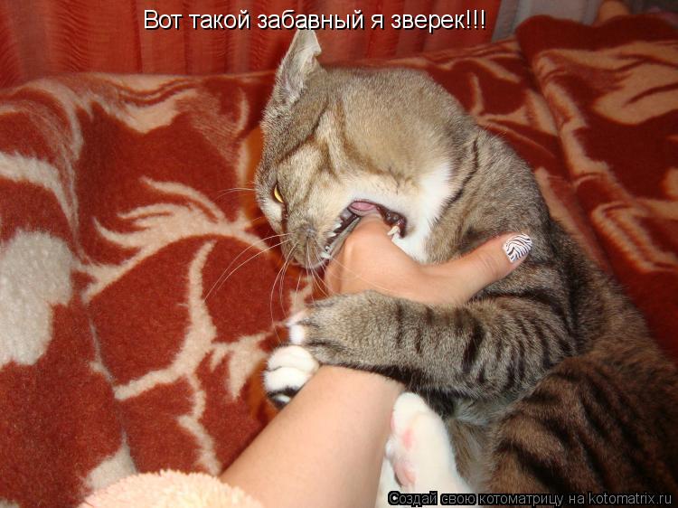 Котоматрица: Вот такой забавный я зверек!!!