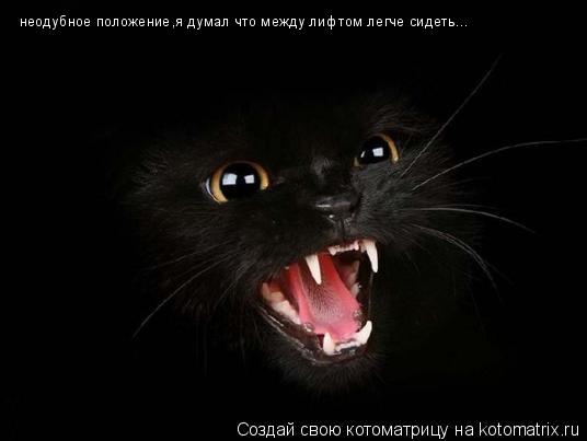 Котоматрица: неодубное положение,я думал что между лифтом легче сидеть...