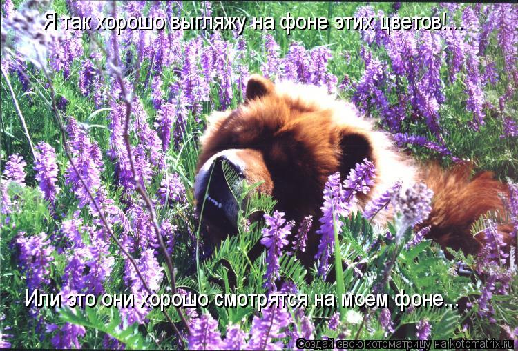 Котоматрица: Я так хорошо выгляжу на фоне этих цветов!... Или это они хорошо смотрятся на моем фоне...