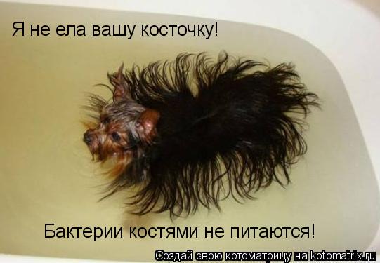 Котоматрица: Я не ела вашу косточку!  Бактерии костями не питаются!