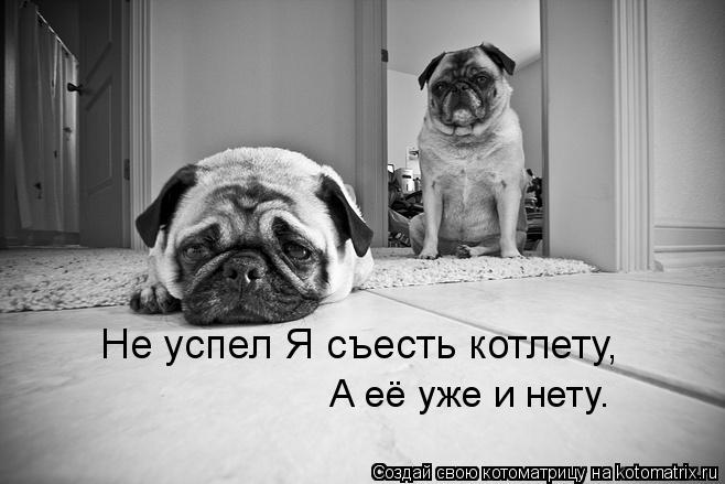 Котоматрица: Не успел Я съесть котлету, А её уже и нету.