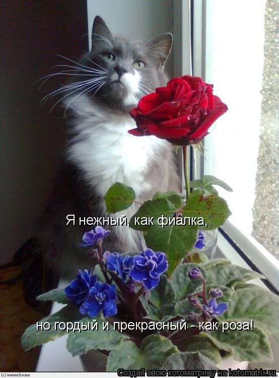 Котоматрица: Я нежный, как фиалка, но гордый и прекрасный - как роза!