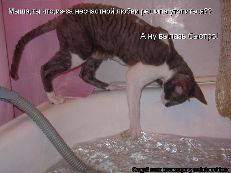 Котоматрица: А ну вылазь быстро! Мыша,ты что,из-за несчастной любви решила утопиться??