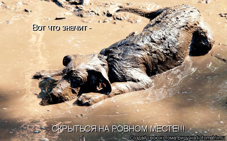 Вот что значит Вот что значит - СКРЫТЬСЯ НА РОВНОМ МЕСТЕ!!!... Котоматрица: Вот что значит Вот что значит - СКРЫТЬСЯ НА РОВНОМ МЕСТЕ!!!