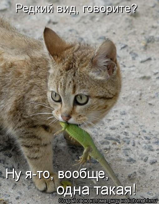 Котоматрица: Редкий вид, говорите? Ну я-то, вообще,  одна такая!