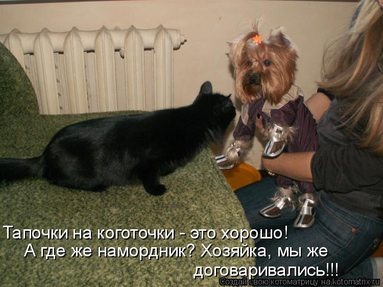 Тапочки на коготочки - это хорошо! А где же намордник? Хозяйка, мы же договаривались!!!... Котоматрица: Тапочки на коготочки - это хорошо! А где же намордник? Хозяйка, мы же договаривались!!!