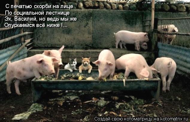 С печатью скорби на лице По социальной лестнице Эх, Василий, но ведь мы же Опускаемся всё ниже !...... Котоматрица: С печатью скорби на лице По социальной лестнице Эх, Василий, но ведь мы же Опускаемся всё ниже !...