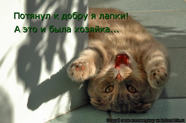 Потянул к добру я лапки! А это и была хозяйка...... Котоматрица: Потянул к добру я лапки! А это и была хозяйка...