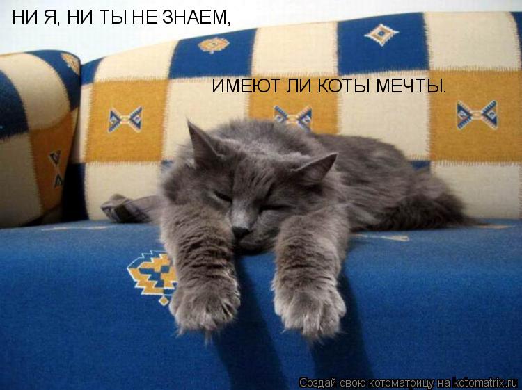 НИ Я, НИ ТЫ НЕ ЗНАЕМ, ИМЕЮТ ЛИ КОТЫ МЕЧТЫ.... Котоматрица: НИ Я, НИ ТЫ НЕ ЗНАЕМ, ИМЕЮТ ЛИ КОТЫ МЕЧТЫ.