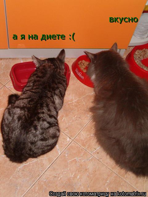 вкусно а я на диете :(... Котоматрица: вкусно а я на диете :(
