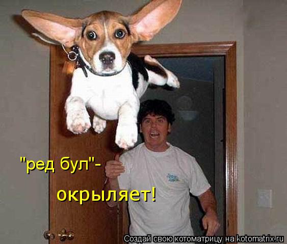 Котоматрица: "ред бул"- окрыляет!