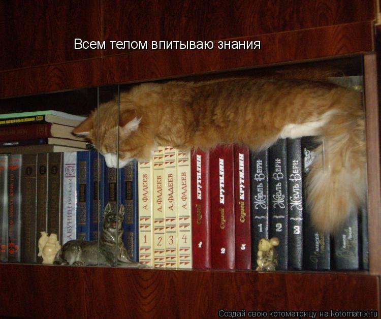 Котоматрица: Всем телом впитываю знания
