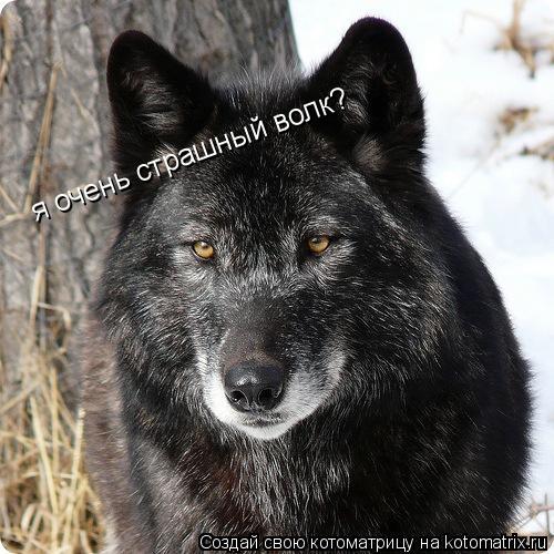я очень страшный волк?... Котоматрица: я очень страшный волк?
