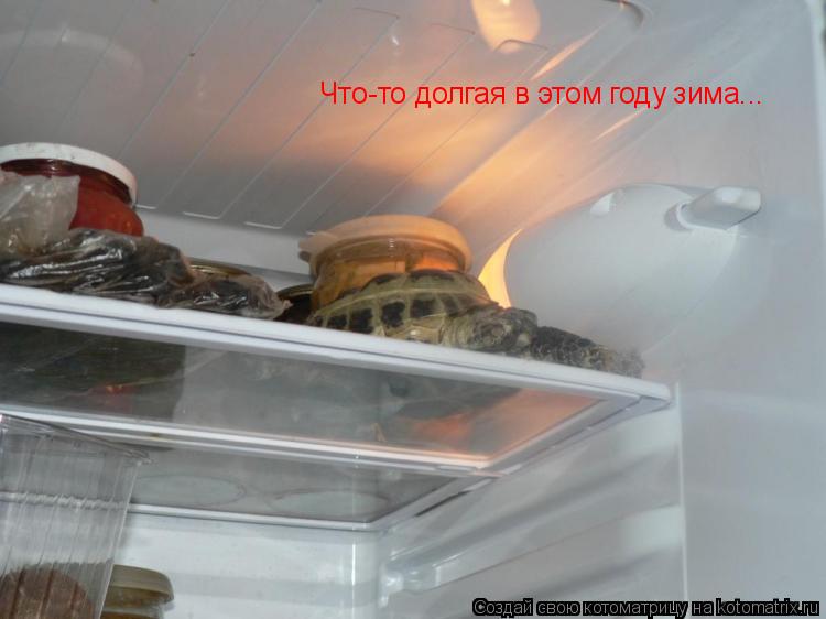 Что-то долгая в этом году зима...... Котоматрица: Что-то долгая в этом году зима...