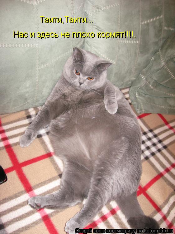 Нас и здесь не плохо кормят!!!!. Таити,Таити...... Котоматрица: Нас и здесь не плохо кормят!!!!. Таити,Таити...