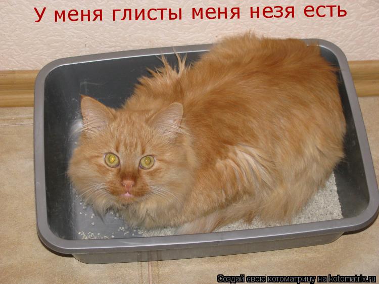 У меня глисты меня незя есть... Котоматрица: У меня глисты меня незя есть