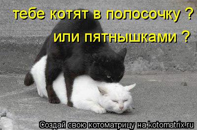 тебе котят в полосочку ? или пятнышками ?... Котоматрица: тебе котят в полосочку ? или пятнышками ?