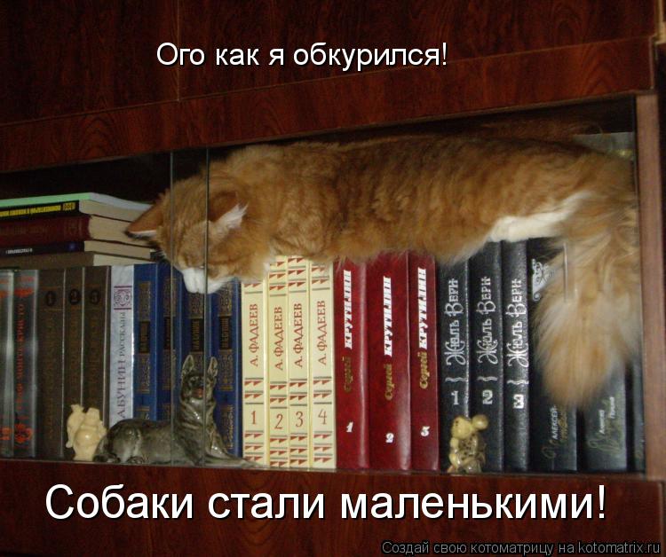 Котоматрица: Ого как я обкурился! Собаки стали маленькими!
