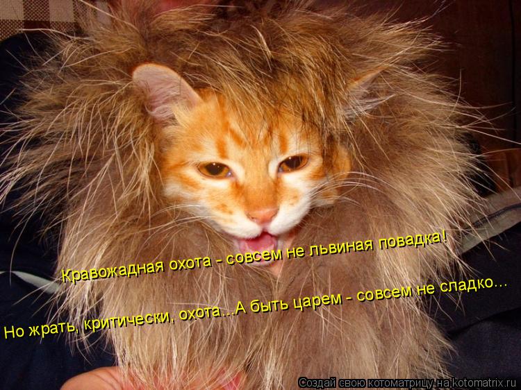 Котоматрица: Кравожадная охота - совсем не львиная повадка!  Но жрать, критически, охота...А быть царем - совсем не сладко...