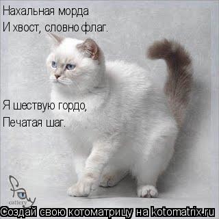 Котоматрица: Нахальная морда И хвост, словно флаг. Я шествую гордо, Печатая шаг.
