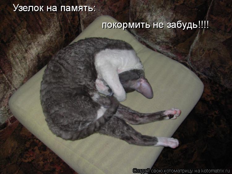 Котоматрица: Узелок на память: покормить не забудь!!!!
