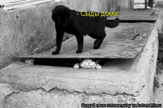 Котоматрица: - Сыды дома!