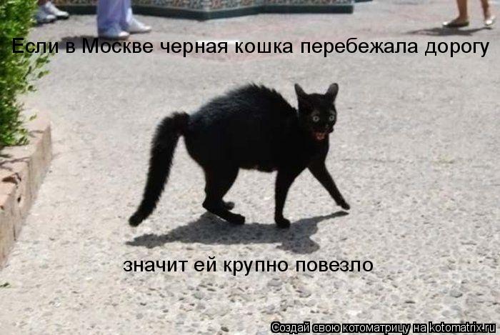 Котоматрица: Если в Москве черная кошка перебежала дорогу  значит ей крупно повезло