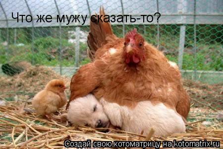 Котоматрица: Что же мужу сказать-то?