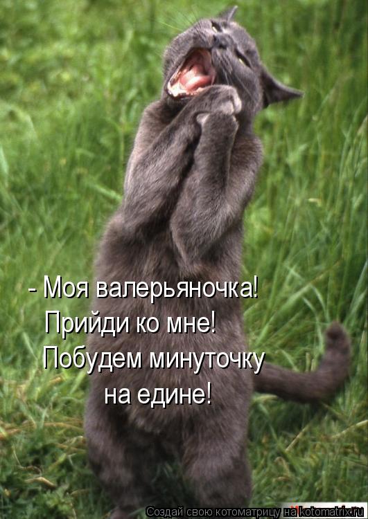 Котоматрица: - Моя валерьяночка!  Прийди ко мне! Побудем минуточку  на едине!