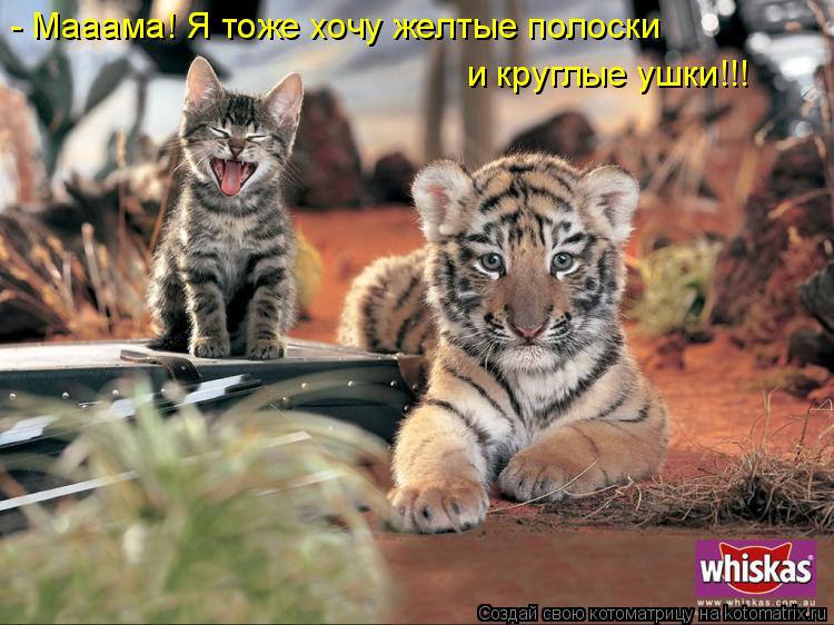 Котоматрица: - Мааама! Я тоже хочу желтые полоски и круглые ушки!!!