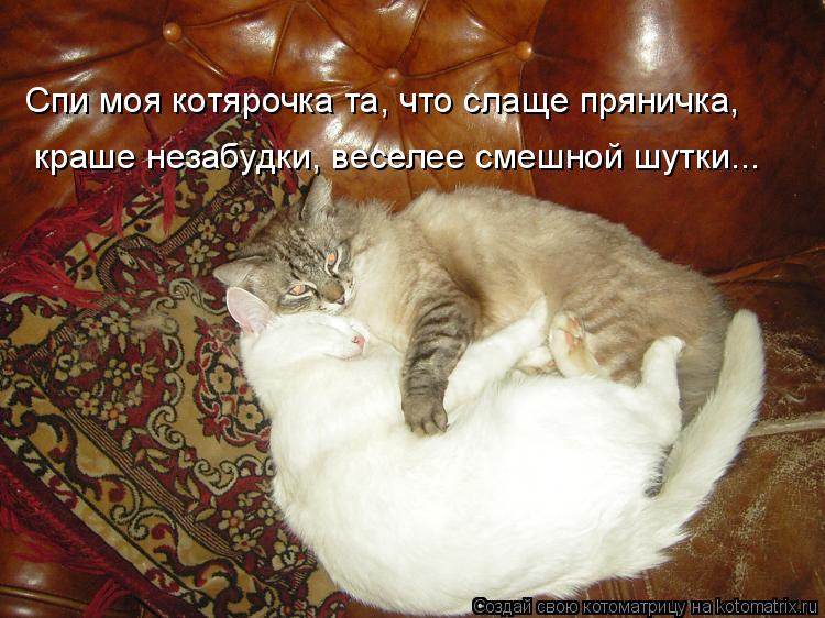 Котоматрица: Спи моя котярочка та, что слаще пряничка,  краше незабудки, веселее смешной шутки...