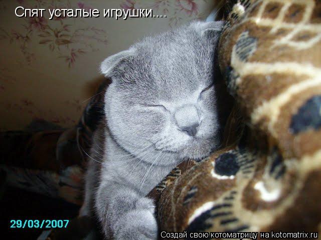 Спят усталые игрушки....... Котоматрица: Спят усталые игрушки....