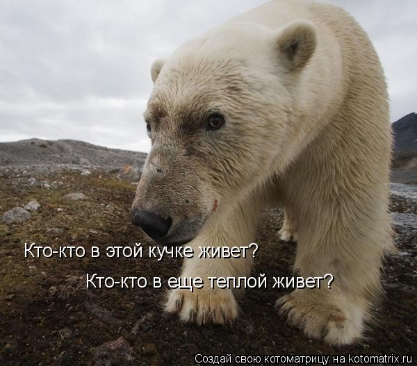 Кто-кто в этой кучке живет? Кто-кто в еще теплой живет?... Котоматрица: Кто-кто в этой кучке живет? Кто-кто в еще теплой живет?
