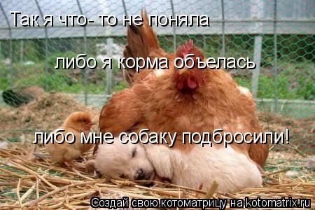 Так я что- то не поняла либо я корма объелась либо мне собаку подбросили!... Котоматрица: Так я что- то не поняла либо я корма объелась либо мне собаку подбросили!
