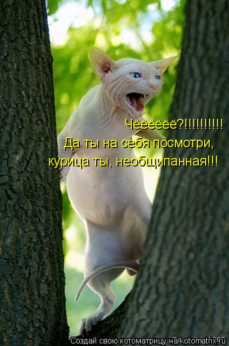 Котоматрица: Чёёёёёё?!!!!!!!!!! Да ты на себя посмотри, курица ты, необщипанная!!!