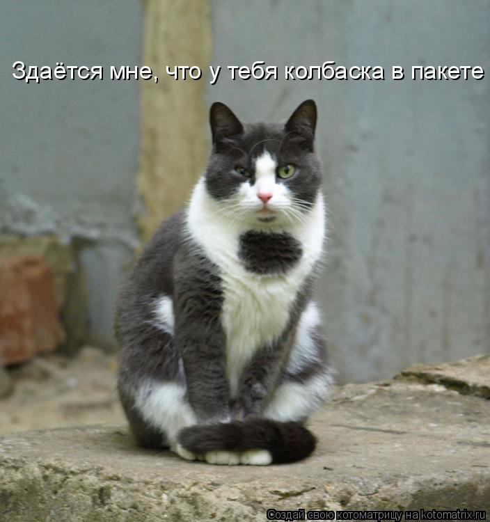Котоматрица: Здаётся мне, что у тебя колбаска в пакете