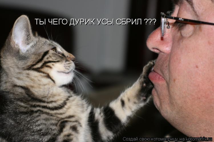 Котоматрица: ТЫ ЧЕГО ДУРИК УСЫ СБРИЛ ???