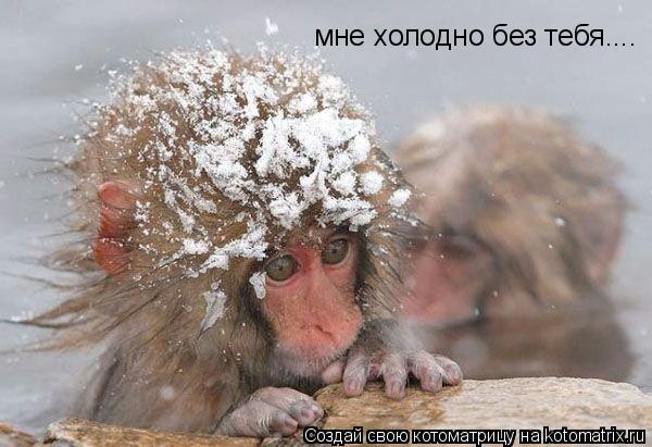 Котоматрица: мне холодно без тебя....