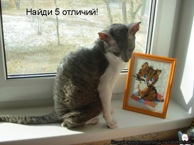 Котоматрица: Найди 5 отличий!